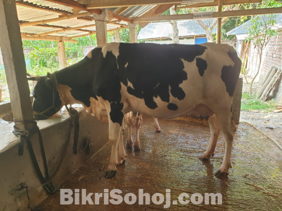 Frisian cow